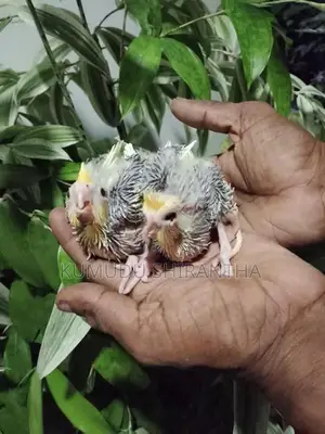 Cockatiel Birds
