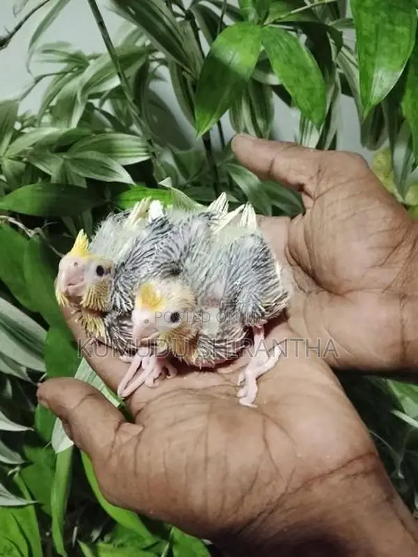 Cockatiel Birds