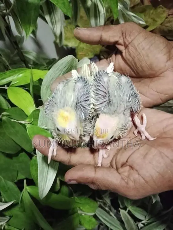 Cockatiel Birds