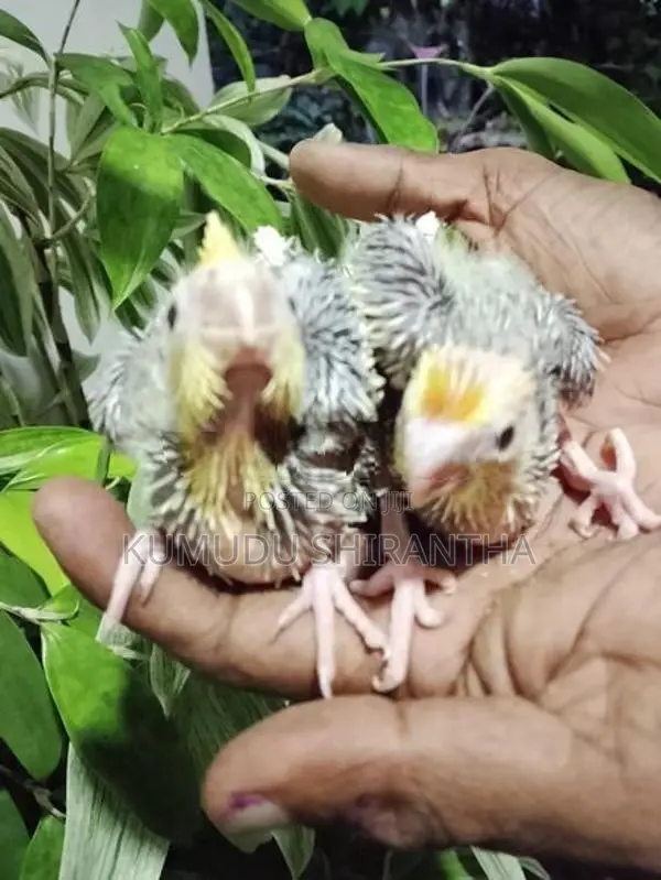 Cockatiel Birds