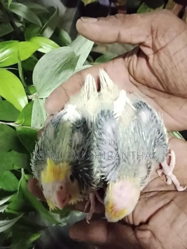 Cockatiel Birds