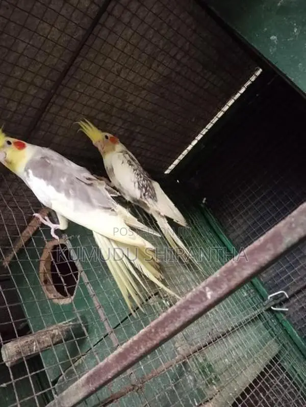 Cockatiel Birds