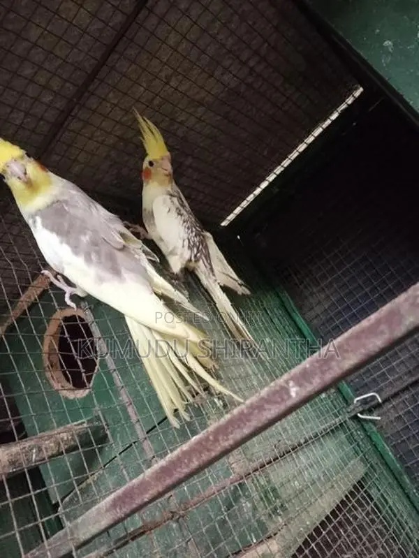 Cockatiel Birds