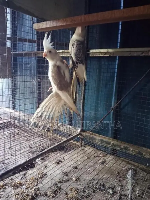 Cockatiel Birds