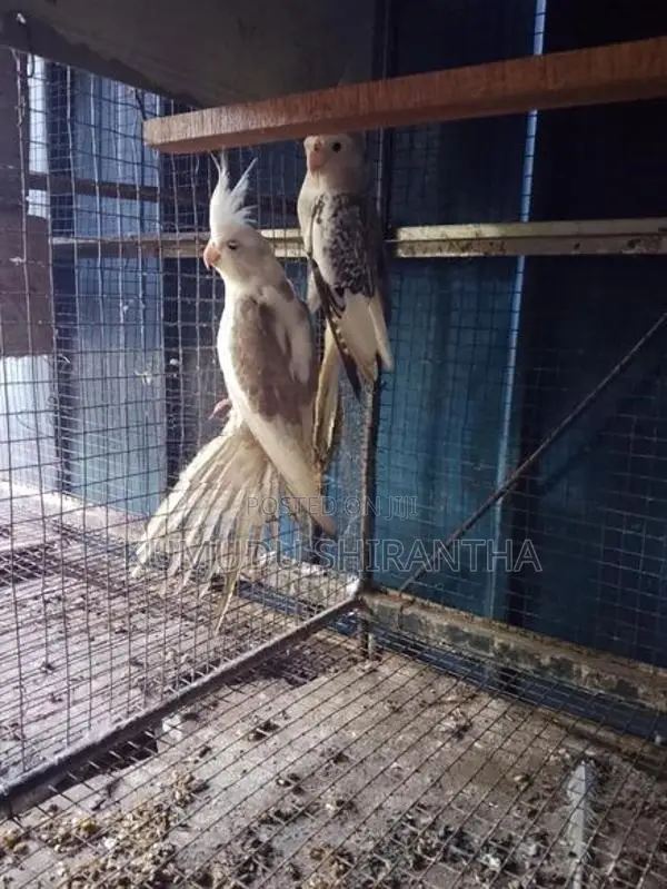 Cockatiel Birds