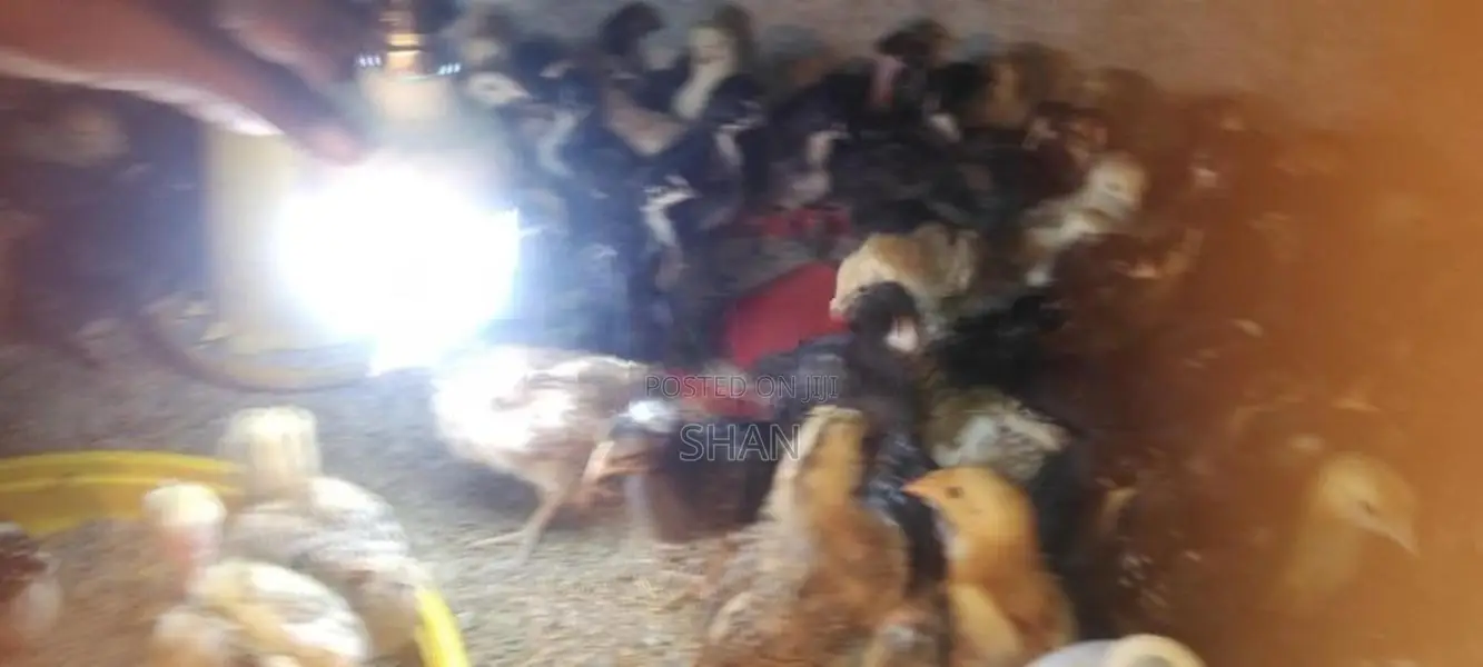 Digana Country Chicks