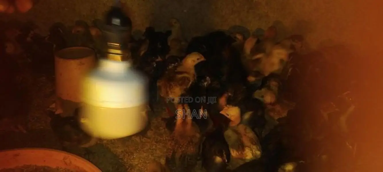 Digana Country Chicks