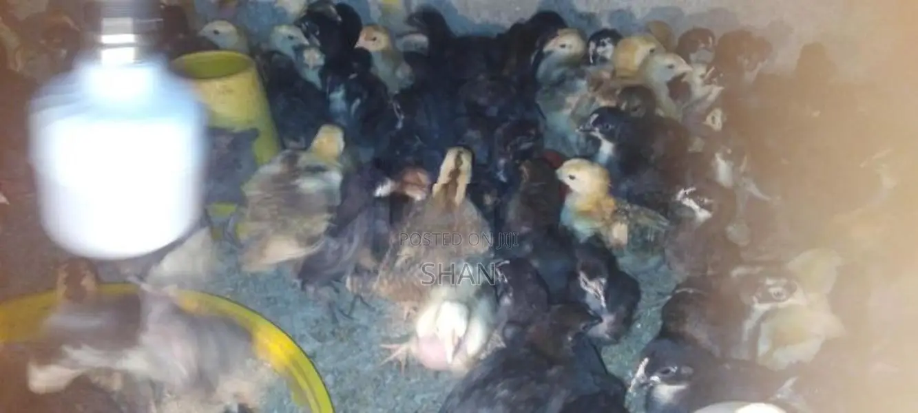 Digana Country Chicks
