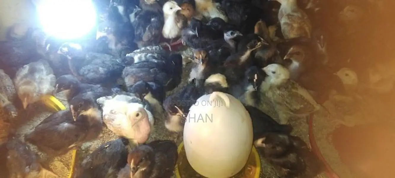 Digana Country Chicks
