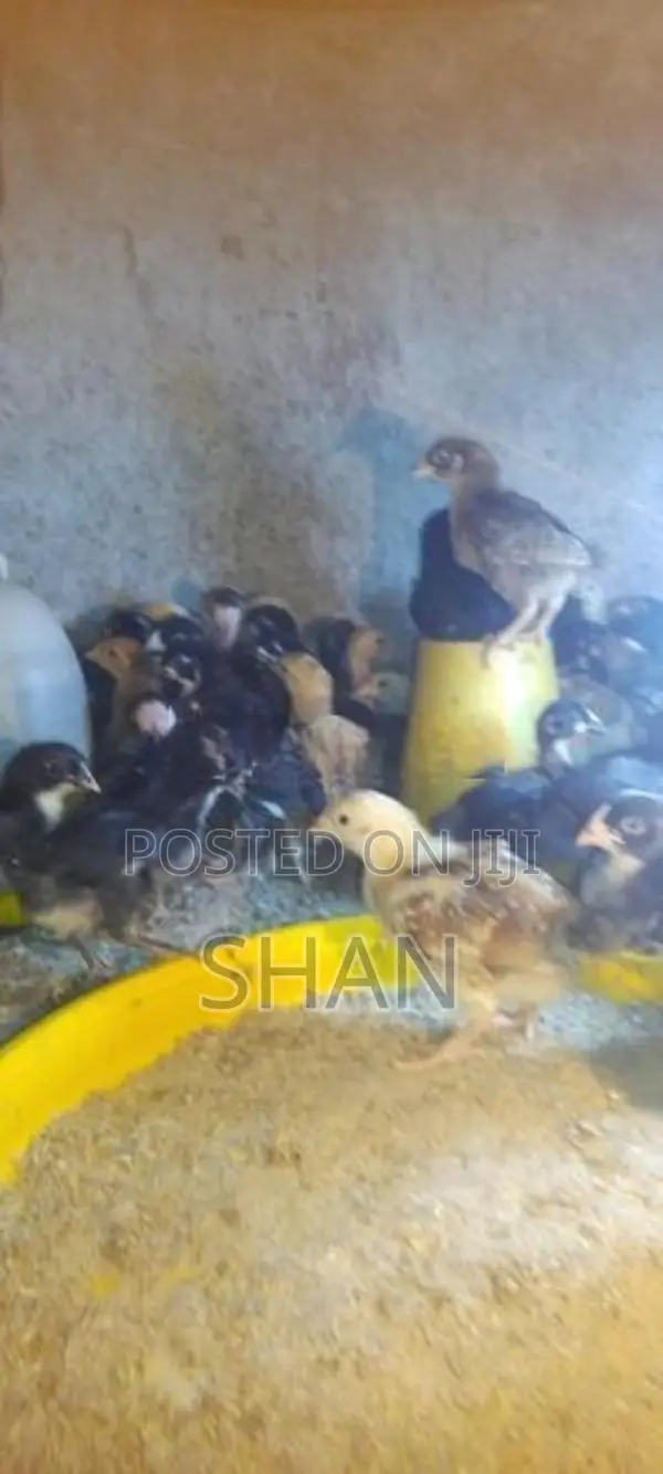 Digana Country Chicks