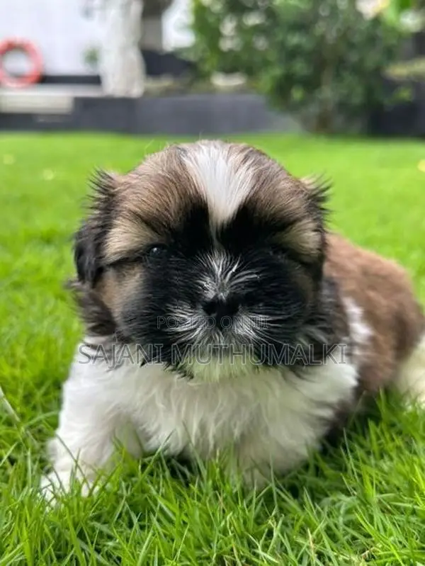 Shihtzu Puppies