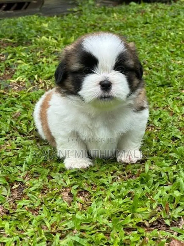 Shihtzu Puppies