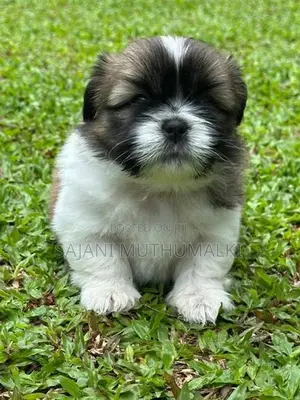 Shihtzu Puppies