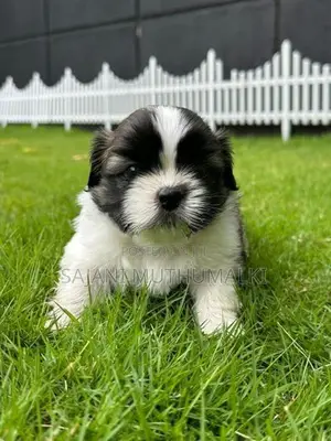 Shihtzu Puppies