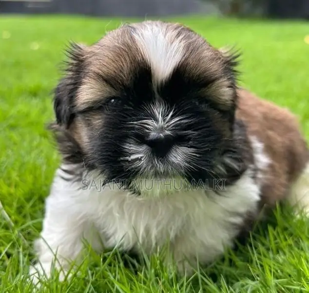 Shihtzu Puppies