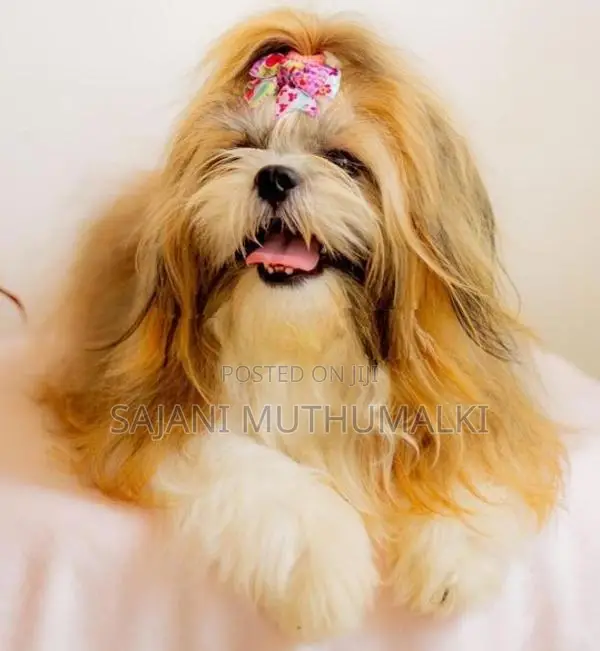 Shihtzu Puppies
