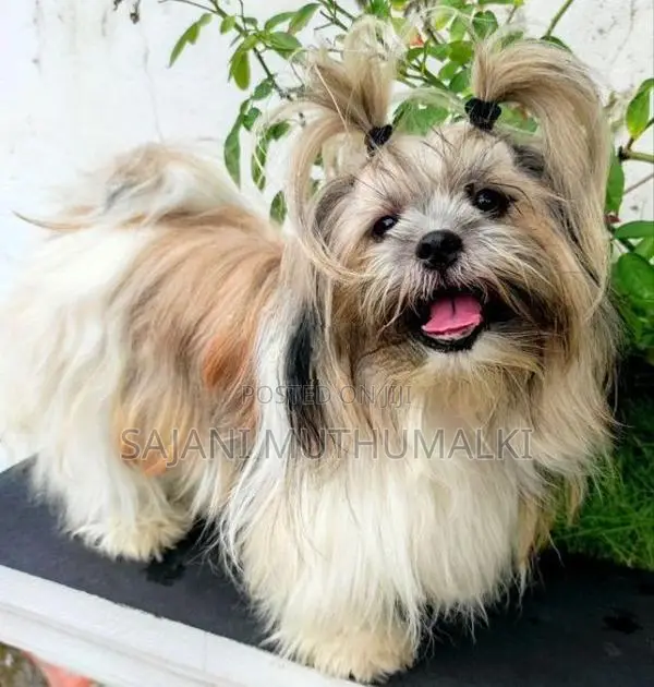 Shihtzu Puppies