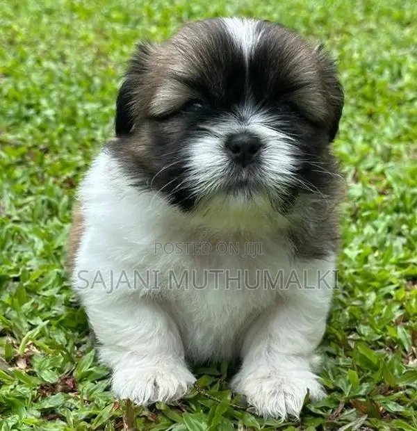 Shihtzu Puppies
