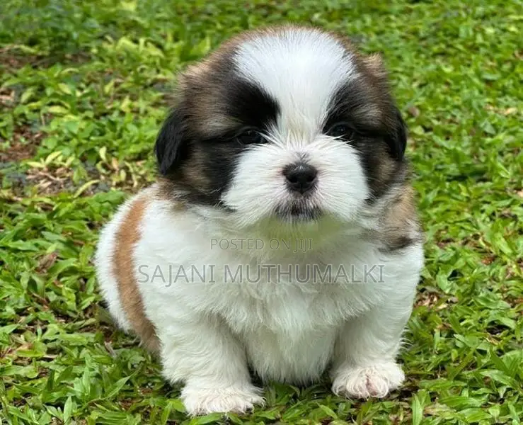 Shihtzu Puppies