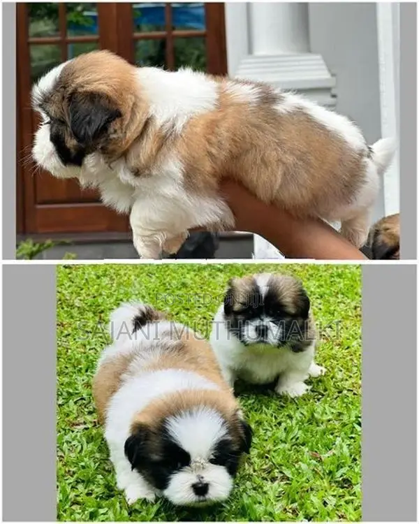 Shihtzu Puppies