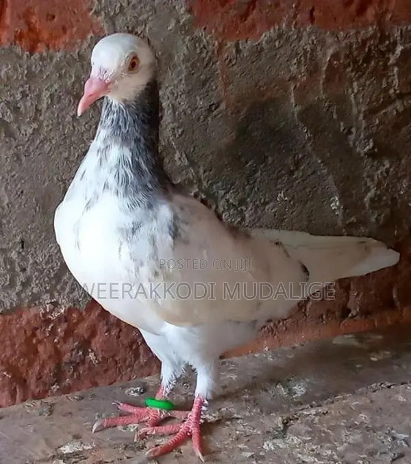 Kiran