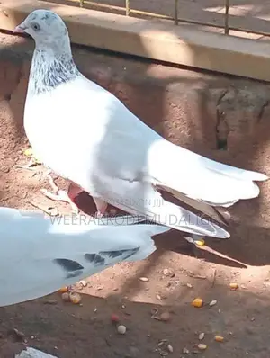 Kiran
