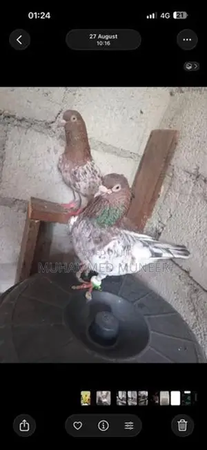 Pigeon