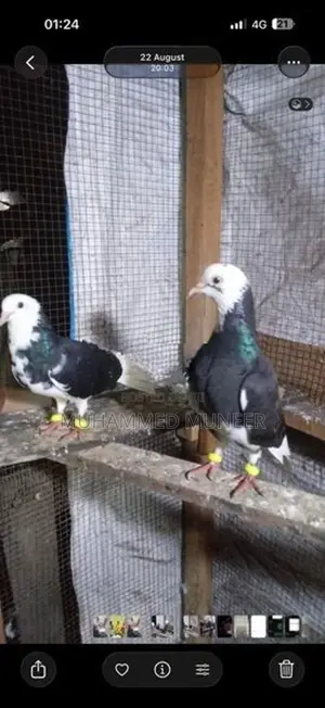 Pigeon