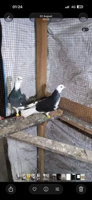 Pigeon