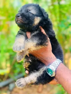 0-1 month Female Purebred German Shepherd