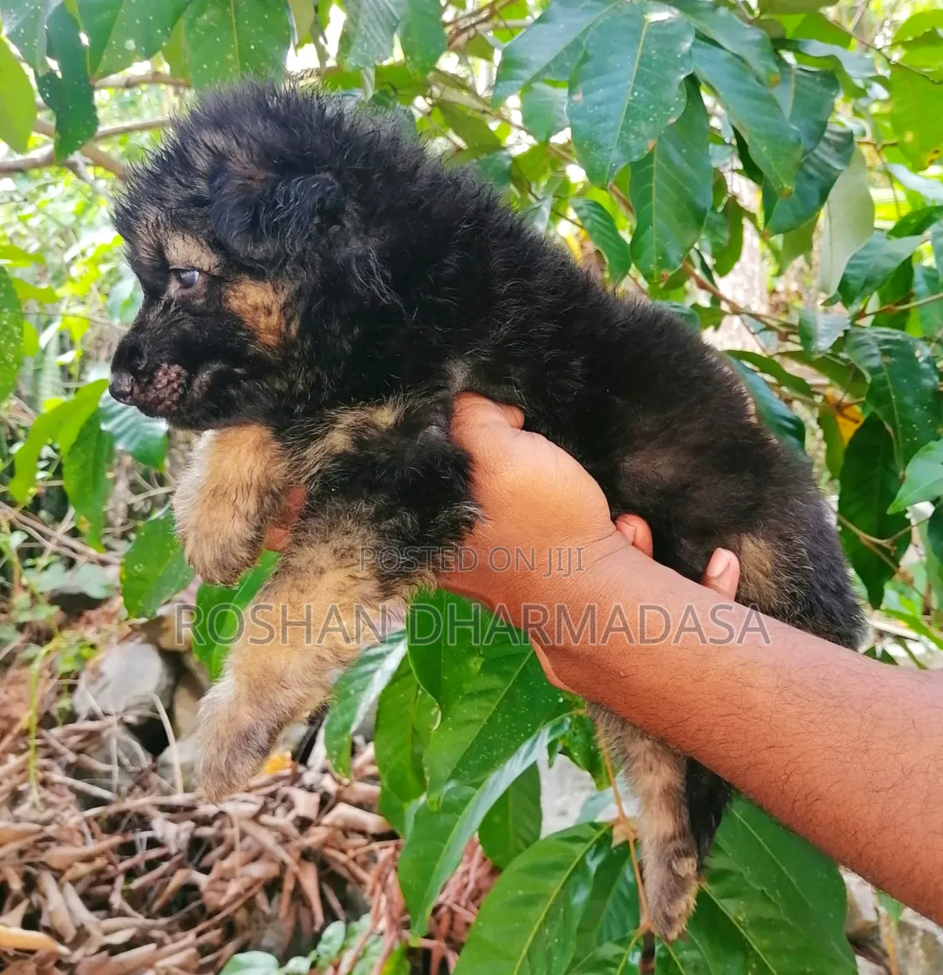 0-1 month Female Purebred German Shepherd