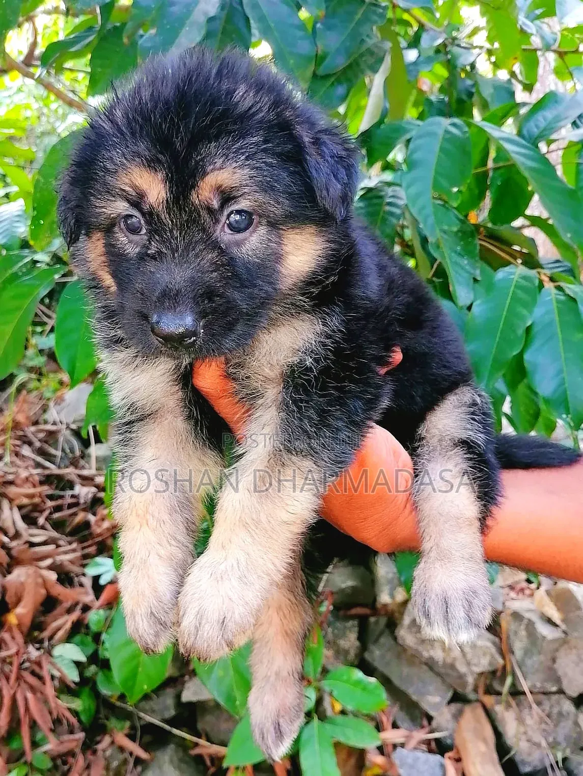 0-1 month Female Purebred German Shepherd