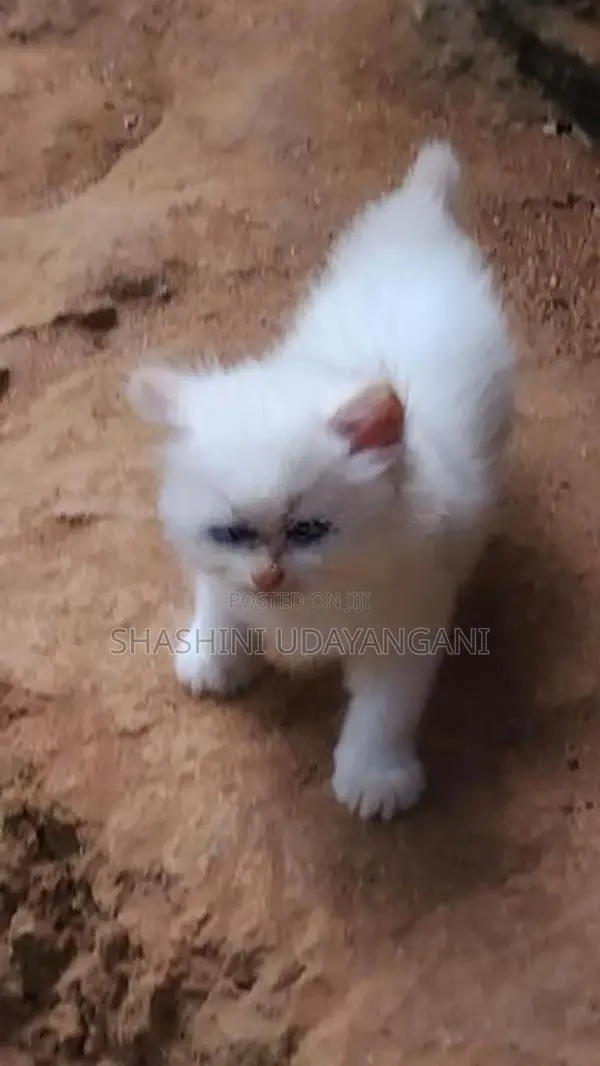 Persian Cat