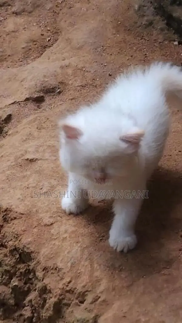 Persian Cat