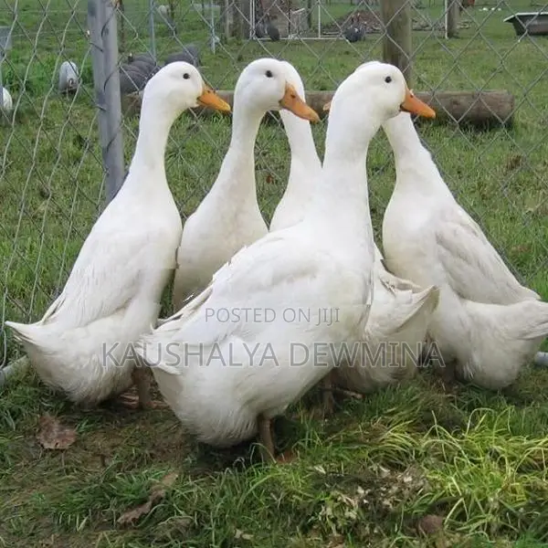 මඩ තාරාවන්