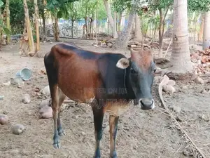 Farm Cow