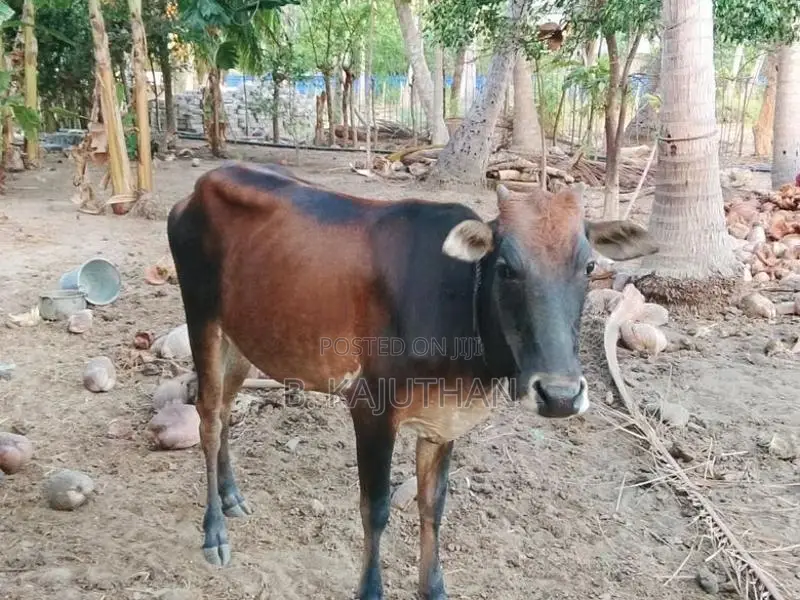 Farm Cow
