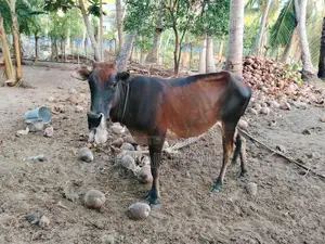 Farm Cow