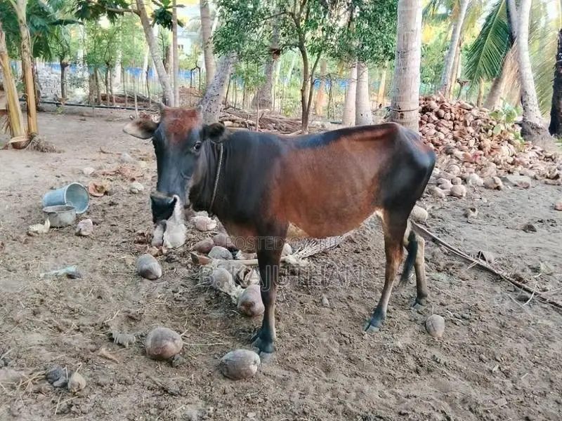 Farm Cow