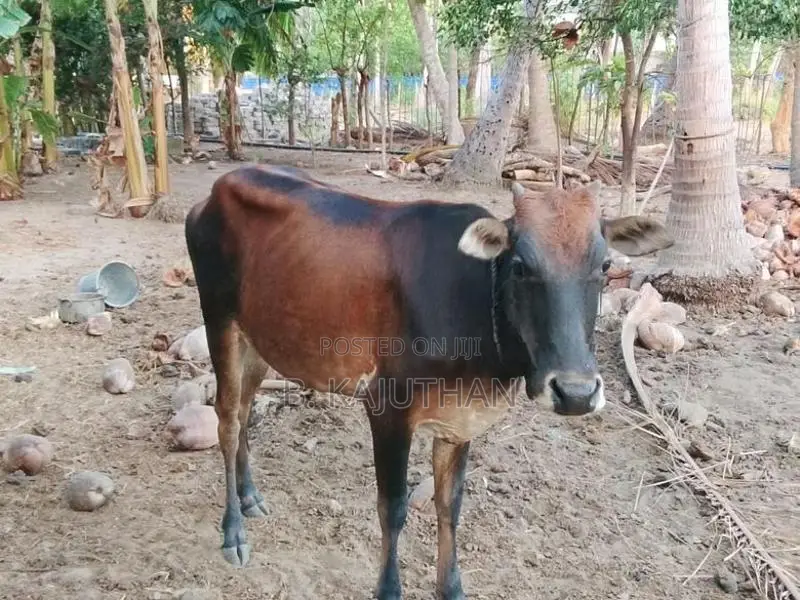 Farm Cow