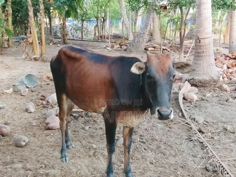 Farm Cow