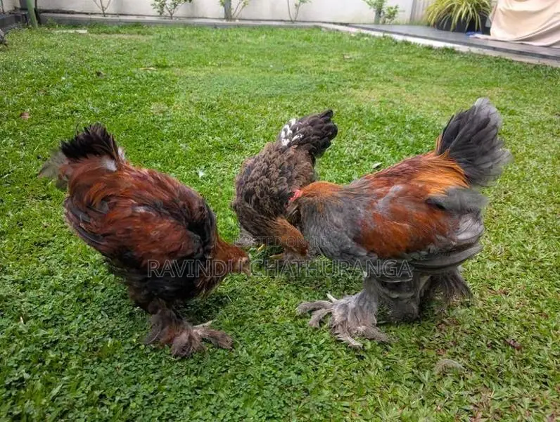 Brahma Chicks