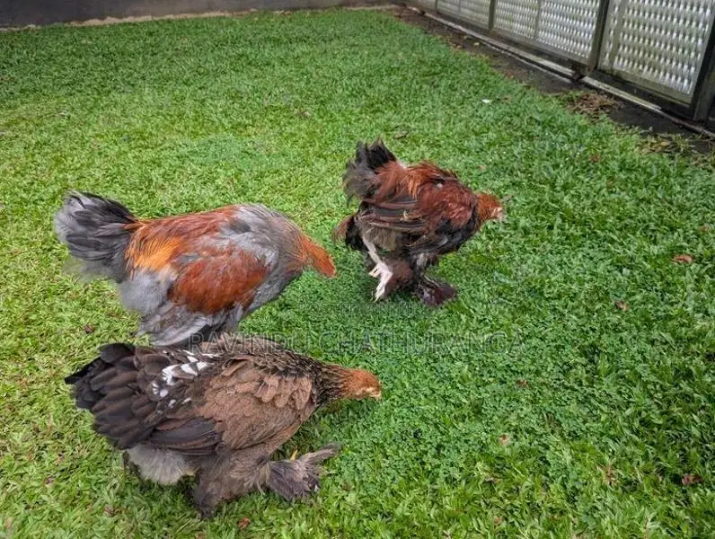 Brahma Chicks