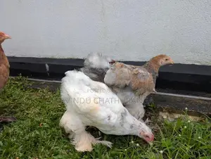 Brahma Chicks