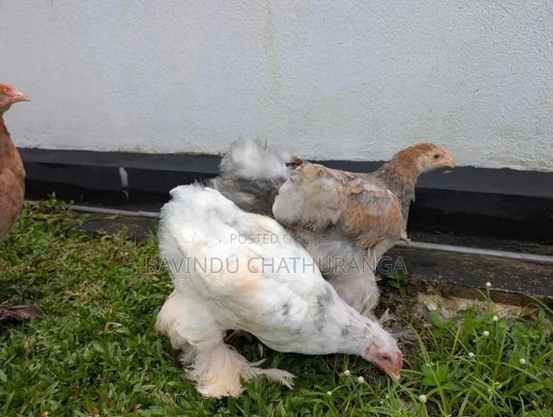 Brahma Chicks