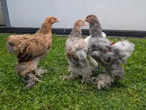 Brahma Chicks