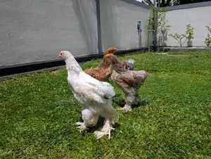 Brahma Chicks