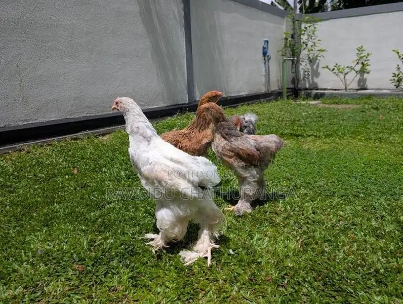 Brahma Chicks