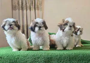 Puppies (Shih Tzu )