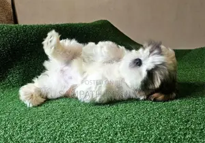 Puppies (Shih Tzu )